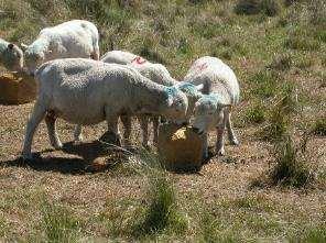 Producción de calostro y sobrevivencia de corderos bajo tres sistemas de alimentación preparto de las ovejas. Majada con 13% mellizos Banchero y col.