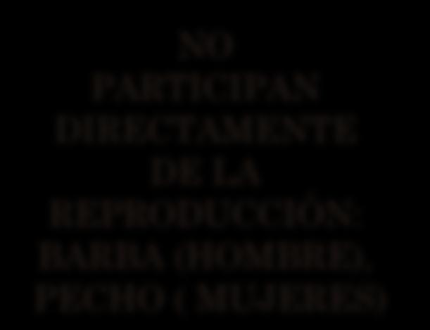 MADUREZ SEXUAL APARICIÓN DE LOS CARACTERES NO PARTICIPAN DIRECTAMENTE DE LA REPRODUCCIÓN: BARBA (HOMBRE), PECHO ( MUJERES) SEXUALES SECUNDARIOS CHICAS: Desarrollo de los pechos (durante 4 a.