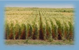 el INTA EEA Paraná elaboraron el presente boletín para aportar información eómica de la próxima campaña 218/19 del cultivo de trigo, basada en datos sobre la tecnología aplicada por productores,