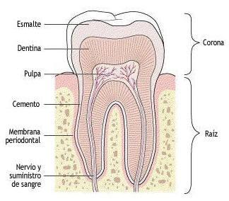 Estructura Histológica Tejidos Duros: dentina esmalte cemento