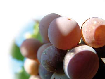 especificaciones. HANNA instruments, cuenta con equipamiento especializado para realizar un seguimiento continuado de la viña (madurez, nutrientes, CE, ph).