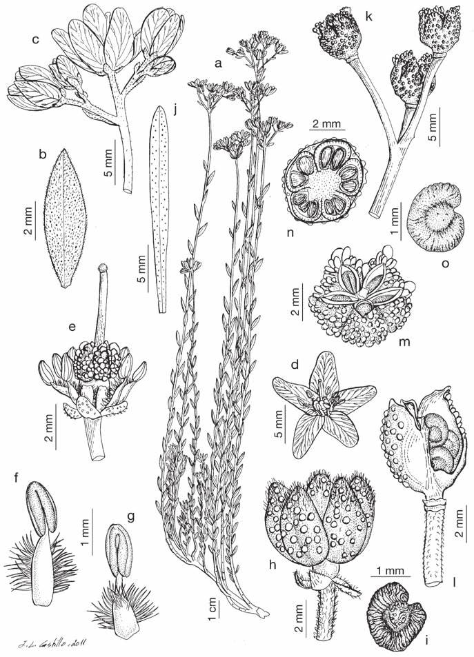 136 Lám. 26. Haplophyllum linifolium subsp.