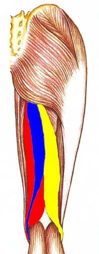 bíceps femoral es el que mas trabaja, quien mas