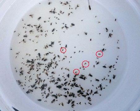 Figura 4. Foto de un fondo de un plato blanco en que se ven moscas drosófilas en comparación con las moscas comunes.