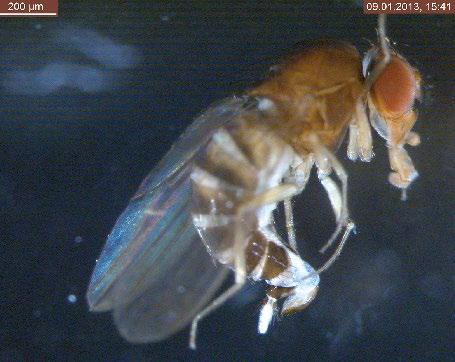 Drosófila de alas manchadas Drosophila suzukii.