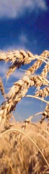 Avances y retrocesos del trigo en los sistemas de producción de Argentina.