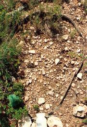 No obstante, se apreció un aumento de la cubierta de fragmentos de roca que redujeron claramente la pérdida de suelo.