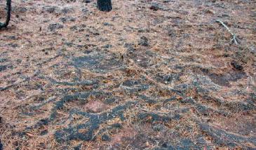 Derecha, Serra, Valencia (2004), cubierta de acículas de pino sobre cenizas que favorecieron la formación de pequeñas presas que evitaron la pérdida del suelo.