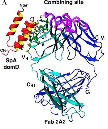 Superantígenos Proteína A del Estafilococo Áureo (Superantígeno) Sitio de Combinación con el Antígeno Región Variable (V L + V H )