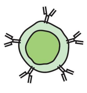 Especificidad de la Respuesta Linfocitos T Inmunitaria Receptor de Célula T (TCR)