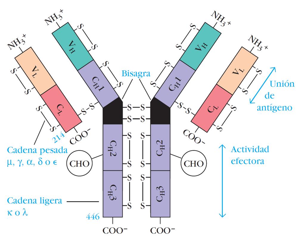 Inmunología de Kuby Estructura de las Inmunoglobulinas Unión de Antígeno