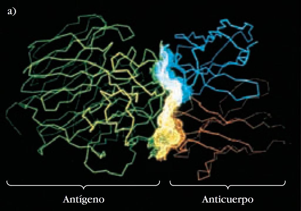 Interacción Antígeno/Anticuerpo Scientific American 1993; 269(3):22