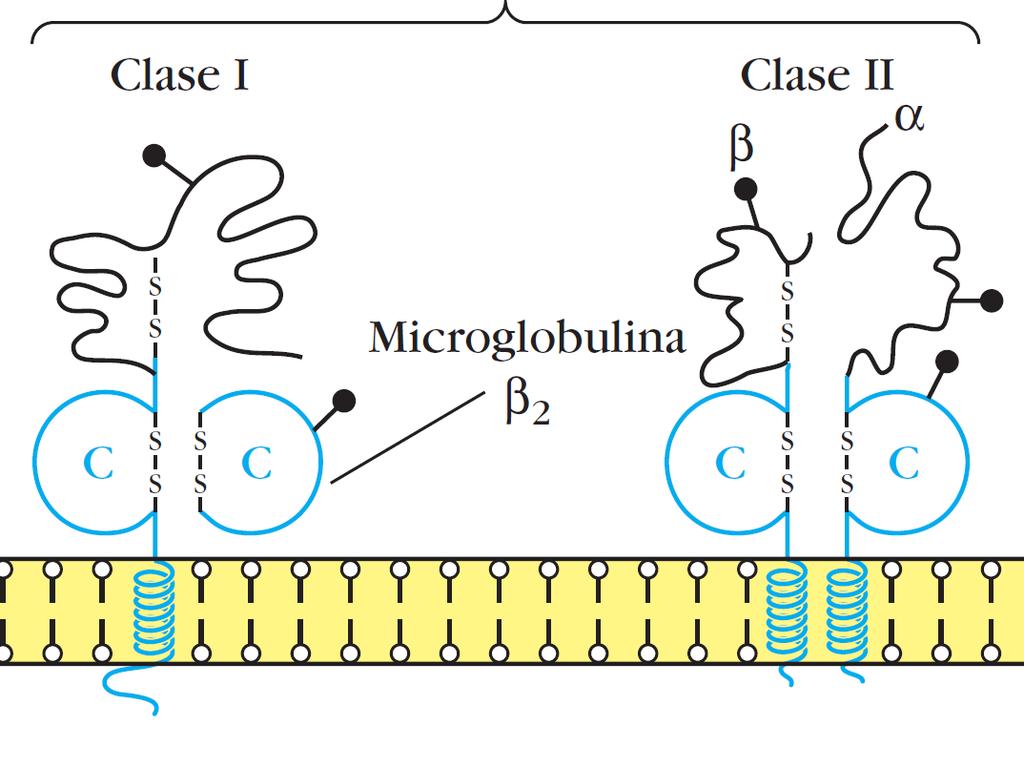 Clase II Microglob.