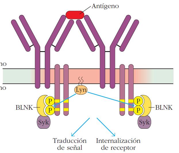 Inmunología de Kuby, 7ma. Ed.