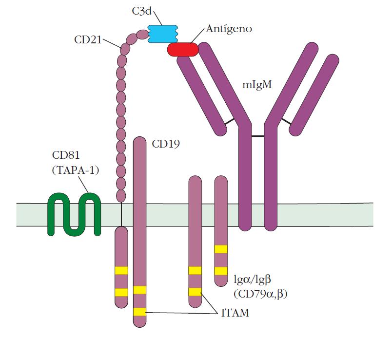 Moléculas Asociadas al BCR Transducción