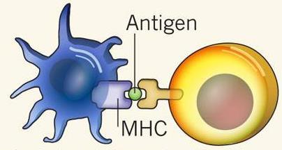 Antigenicidad Es la capacidad de combinarse de manera específica con los productos finales de las respuestas inmunitarias (es decir, con los anticuerpos, los receptores de