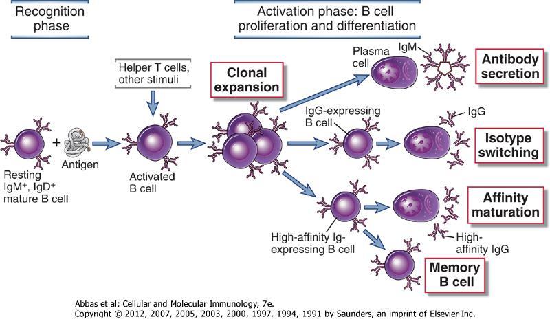 Fases de la Respuesta Inmune Humoral Fase de Reconocimiento Fase de Activación Proliferación y Diferenciación Linfocito B Maduro (IgM+, IgD+) Antígeno Linfocitos Th y Otros Estímulos Linfocito B