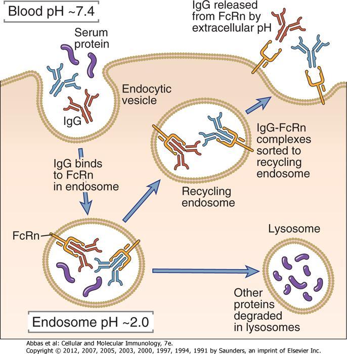 La IgG es la inmunoglobulina con vida media mayor y es capaz de atravesar la placenta por la interacción con el FcRn Los receptores FcRn presentes en endosomas