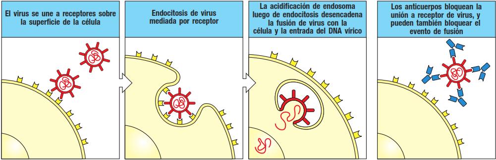LOS ANTICUERPOS IgG o IgA DE ALTA AFINIDAD PUEDEN INHIBIR LA CAPACIDAD INFECCIOSA DE LOS VIRUS La infección de