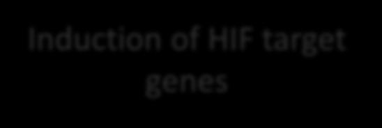 target genes HIF1β VEGF IGF2 Glucose