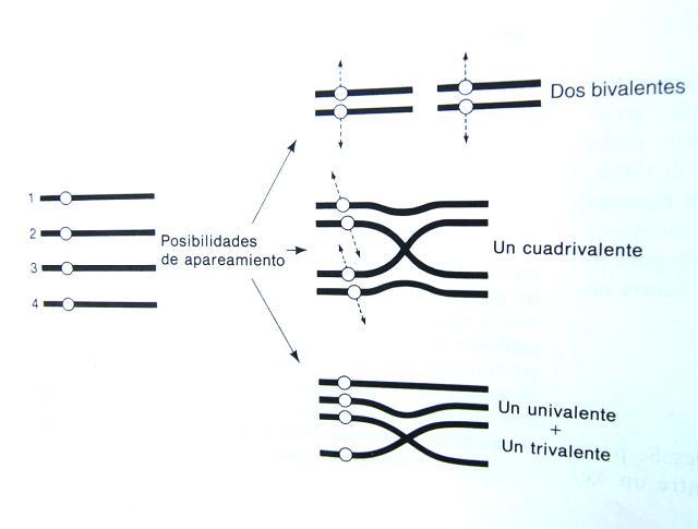 Posibilidades de apareamiento cromosómico durante la meiosis de un autotetraploide Fuente: A.J.F. Griffiths et al.