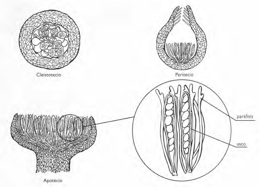 CONSlDERAClONES GENERALES SOBRE LOS HONGOS 17 b) Himenio: Es la parte fértil, es decir, está constituido por las estructuras reproductoras.