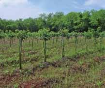 Los sistemas agroforestales son prácticas de manejo de plantas arbóreas, arbustivas, asociadas a herbáceas y animales, que permiten frenar la