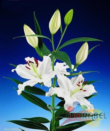 Longitud: 90 cm Lilium Oriental Lilium