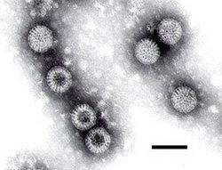 Rotavirus (5-14d) Coronavirus