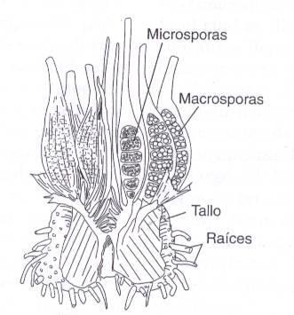 u orilla de la hoja; abaxial, los esporangios se encuentran en el envés de la hoja; basal, cuando se encuentran en la porción más inferior de la hoja hacia la base (Figuras 3 y 4 de la práctica 3).