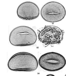 5.- Esporas. De acuerdo a su origen y forma pueden ser de dos tipos trilete o monolete (Figura 10), con respecto a su tamaño pueden ser: homosporas y heterosporas (megasporas y microsporas).