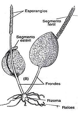 a) Botrychium b) Ophioglossum c) Elaphoglossum Figura 8. Frondas(es) dimorfas.
