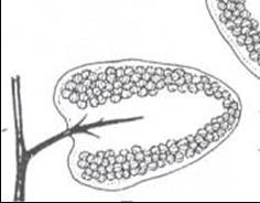 Anillo vertical Anillos apicales (Osmunda y Schizaea) Anillo oblicuo (Hymenophyllum) Figura 15.