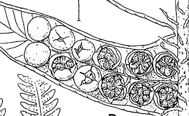 Figura 22. Indusio en forma de copa Figura 23. Indusio valvado, con tricoma. Figura 24. Indusio ovado e indusio globoso (ambos basifijos).