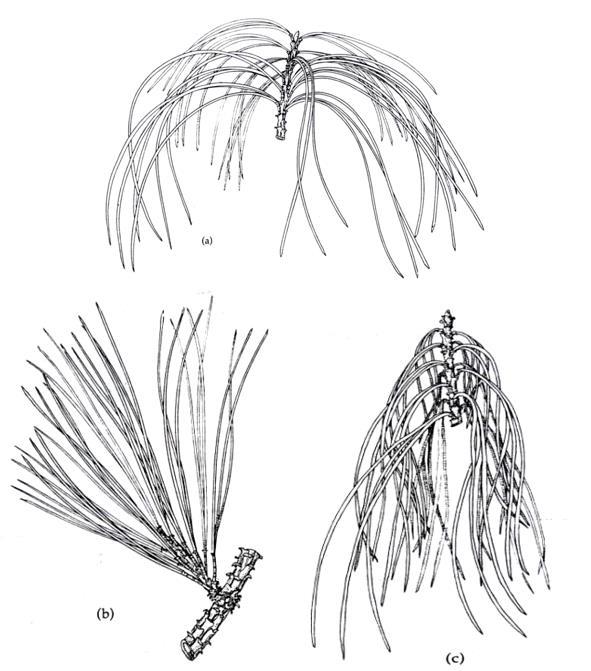 Figura 2. Hojas aciculares de pino, en fascículos o grupos rodeados por vainas.