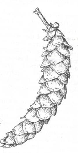 Escama con umbo dorsal de un pino duro; d), Escama de pino suave son