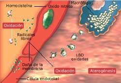 plaquetar: adhesión Anomalías de las células endoteliales: proliferación células musculares lisas Sobre el