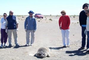 Fauna Costera de la provincia del Chubut, informa que el sábado 13 en horas de la mañana fueron detectados descansando dos elefantes marinos crías, juveniles en la zona costera céntrica de Playa