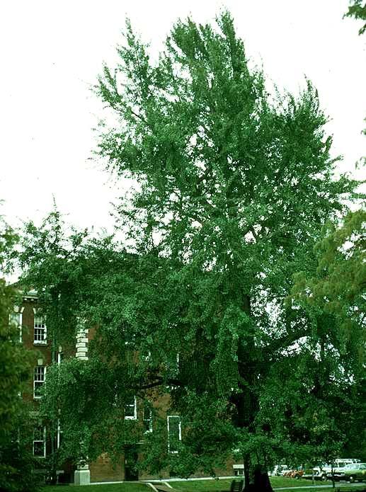 Ginkgo biloba es un árbol que puede alcanzar sobre 30 metros de altura.