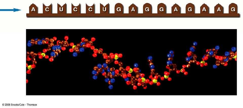 TERMINACIÓN La molécula de ARN se separa completamente del ADN (que recupera su forma