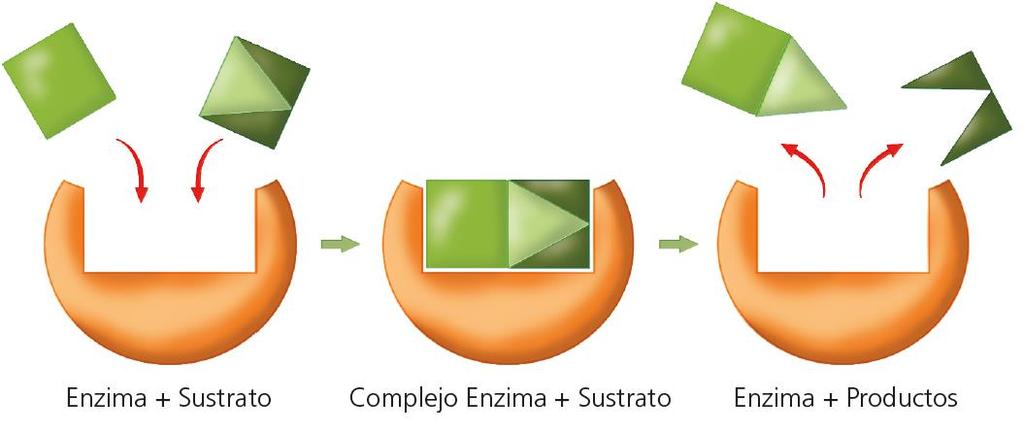 Funciones de las proteínas Estructural Contráctil Transportadora Hormonal Inmunológica Unas proteínas muy particulares: las enzimas Las enzimas son proteínas que actúan como biocatalizadores.