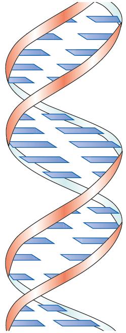 ADN mitocondrial, en el interior de las mitocondrias. ADN plastidial, se encuentra en el interior de los cloroplastos. ARN Cadena sencilla de polinucleótidos.