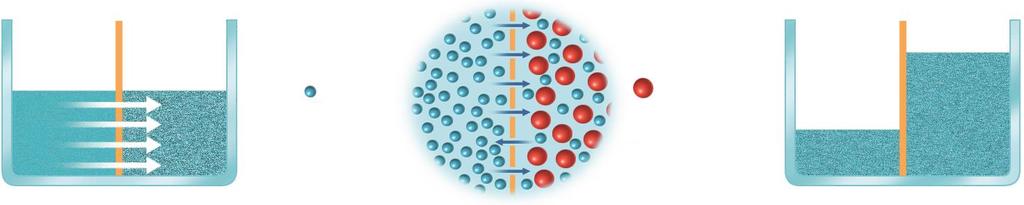 Los procesos osmóticos La ósmosis es el mecanismo universal de la biosfera mediante el cual el agua atraviesa una membrana semipermeable, siempre desde el medio más diluido (hipotónico) al más