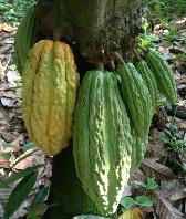 cacao en El Salvador