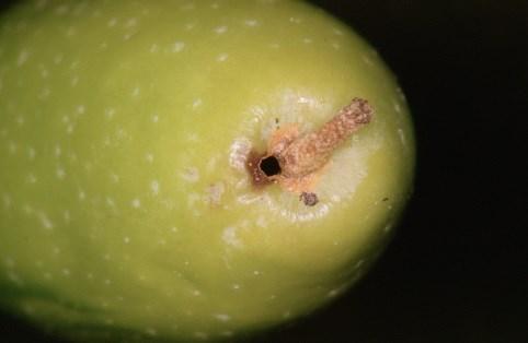 CEREZO MOSCA DE LAS ALAS MANCHADAS (Drosophila suzuki) Este díptero causa los mayores daños cuando se producen temperaturas suaves, entre 24 a 27ºC con lluvia o alta humedad relativa, siendo las