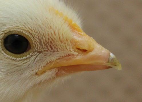 Las aves con el pico tratado (IRBT) deben alimentarse sobre papel de 0 7 días. Para mayor información vea el boletín técnico Despique con Tratamiento Infrarrojo en www.hyline.com.