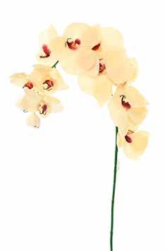 Orquídea Mariposa