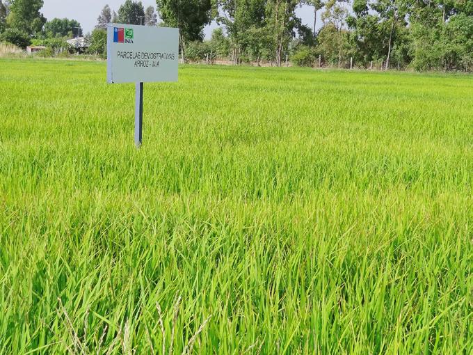 Capítulo 5 Estándares e informes económicos de arroz Jorge González U. Mario Paredes C. Álvaro Vega S. El cultivo del arroz concentra su desarrollo en las Regiones del Maule y Biobío.