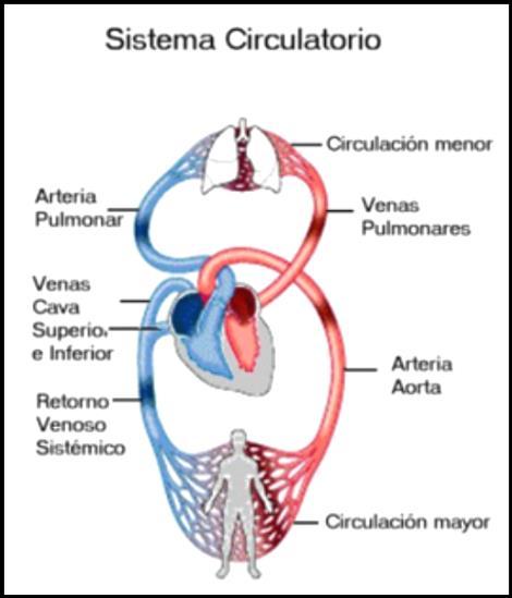 Las 2 superiores, llamadas aurícula derecha e izquierda, son de menor tamaño y se encargan de recibir la sangre de fuera del corazón.