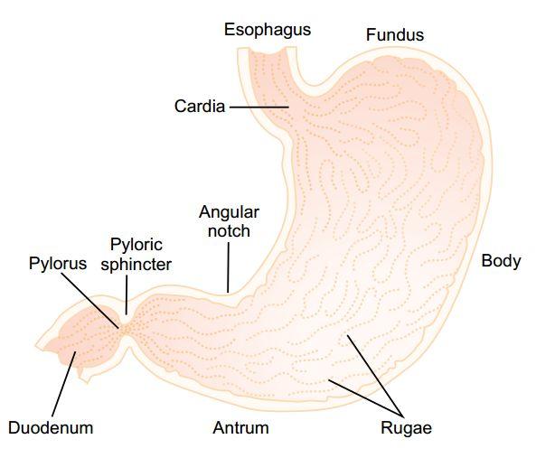 Secreción Gástrica: Esófago Estructura del Estómago Esfínter